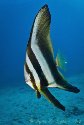 Batfish.  Ningaloo Reef, Western Australia.  Canon 40D & ... by Ross Gudgeon 